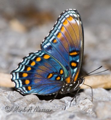 Red-spotted Purple (15).jpg