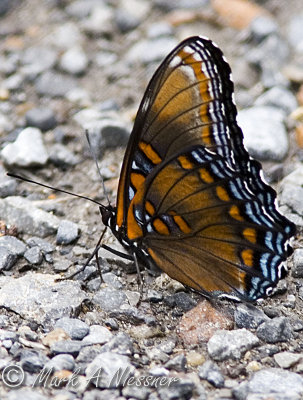 Red-spotted Purple (17).jpg