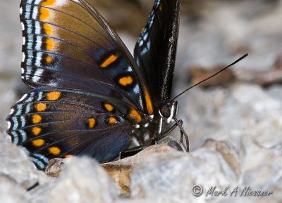 Red-spotted Purple (20).jpg