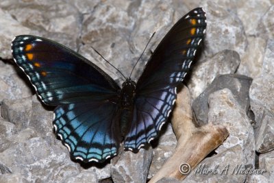 Red-spotted Purple (24).jpg