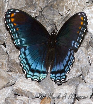Red-spotted Purple (9).jpg