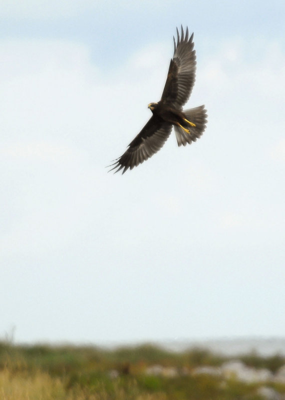 Brown_marsh_harrier_brun_krrhk.jpg