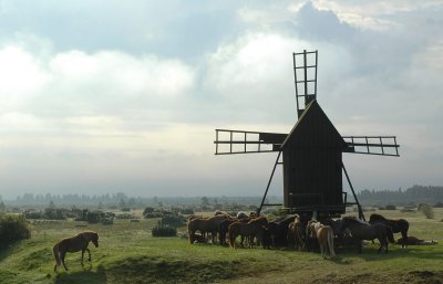 Horses_at_Gettlinge_land.jpg