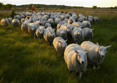 Bringing_home_the_herd.jpg