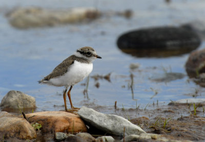 Ringed_plover_Strre_strandpipare.jpg