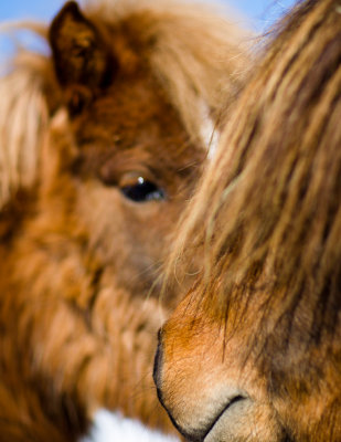april-horse-8.jpg