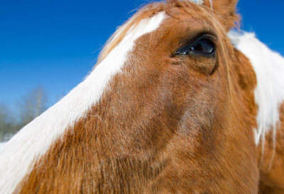 april-horse  7126 