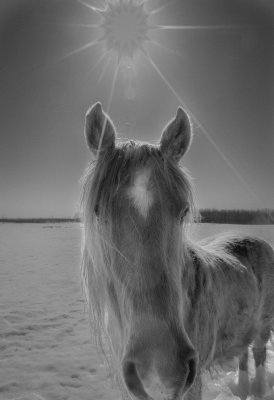 april-horse- -7156- 