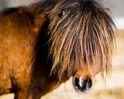 april-horse 7066 