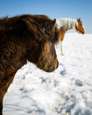 april-horse 7110- 