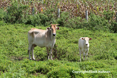 Airfield cattle