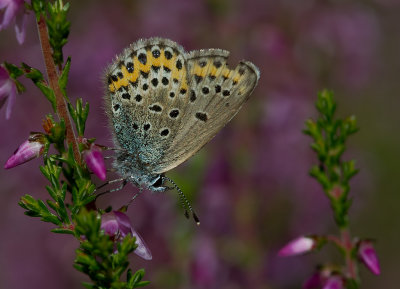 Ljungblvinge (IMG_8129)