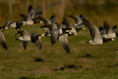 Vitkindad gs [Barnacle Goose] (IMG_9373)