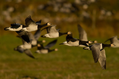 Vitkindad gs [Barnacle Goose] (IMG_9375)