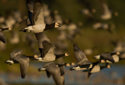 Vitkindad gs [Barnacle Goose] (IMG_9379)