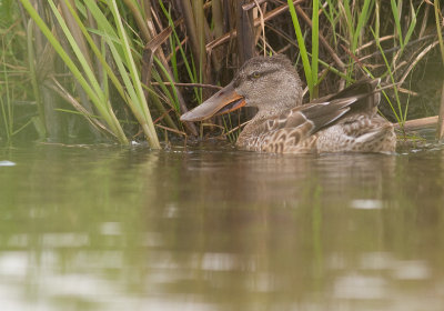 Skedand [Northern Shoveler] (IMG_9469)