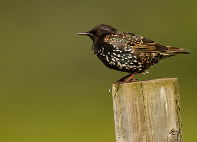 Stare [Common Starling] (IMG_8095)