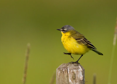 Gulrla [Yellow Wagtail] (IMG_0377)