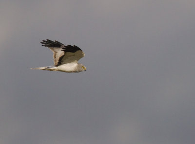 Bl krrhk [Hen Harrier] (IMG_9630)