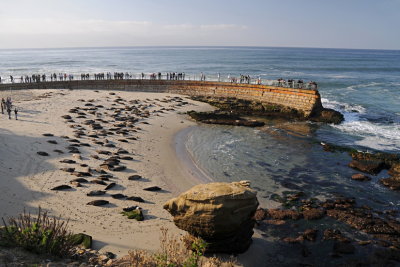 4 LaJolla CA, seals on beach