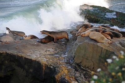 8 LaJolla CA, sea lions