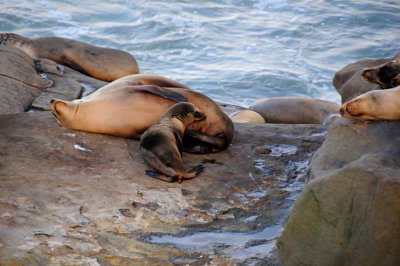 9 LaJolla CA, sea lions