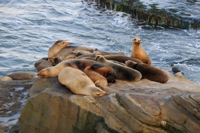 10 LaJolla CA, sea lions