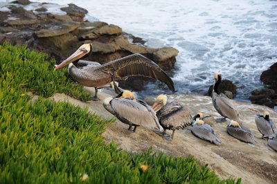 12 LaJolla CA, pelicans