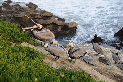 13 LaJolla CA, pelicans