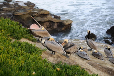 14 LaJolla CA, pelicans