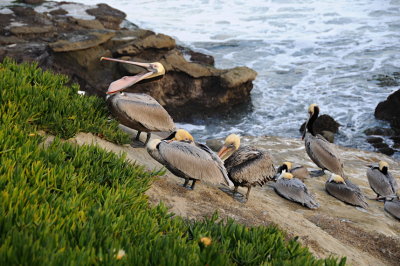 15 LaJolla CA, pelicans