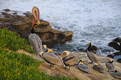 16 LaJolla CA, pelicans