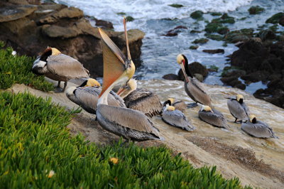 17 LaJolla CA, pelicans