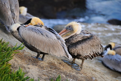 19 LaJolla CA, pelicans