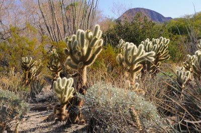 31 IndianWells CA, TheLivingDesert, cholla cactus