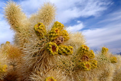 67 JoshuaTree CA, cholla cactus