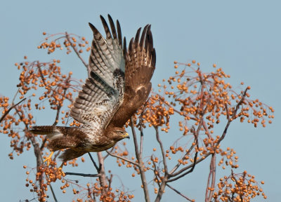 Common Buzzard.