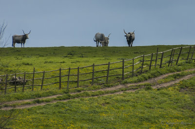 Parco di Vulci