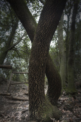 Parco di Vulci