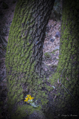 Parco di Vulci