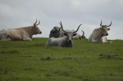 Parco di Vulci