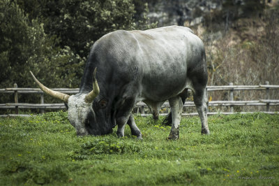 Parco di Vulci