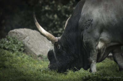 Parco di Vulci