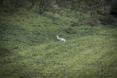 Parco di Vulci
