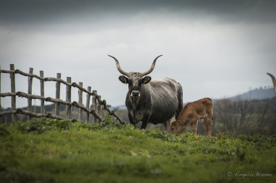 Parco di Vulci