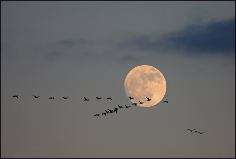 Evening Flight