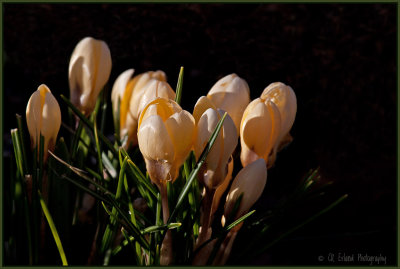 Spring Blooms