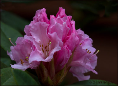 Early Spring Rhody
