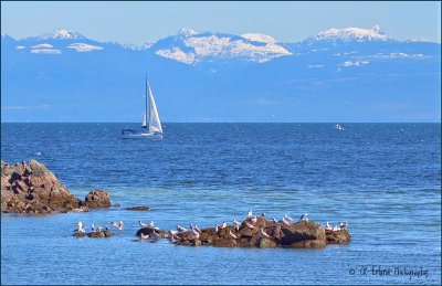 Georgia Strait from Pipers Lagoon