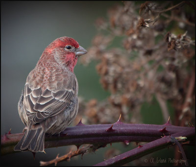 Male House Finch